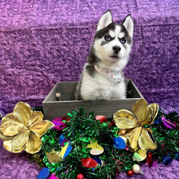 Siberian Husky-DOG-Female-Black / White-4836-Petland Fort Walton Beach, FL