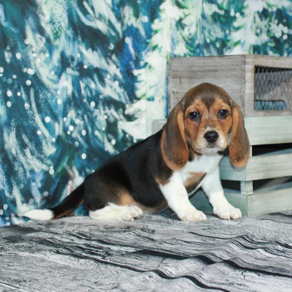 Beagle DOG Female White Black / Tan 4861 Petland Fort Walton Beach, FL