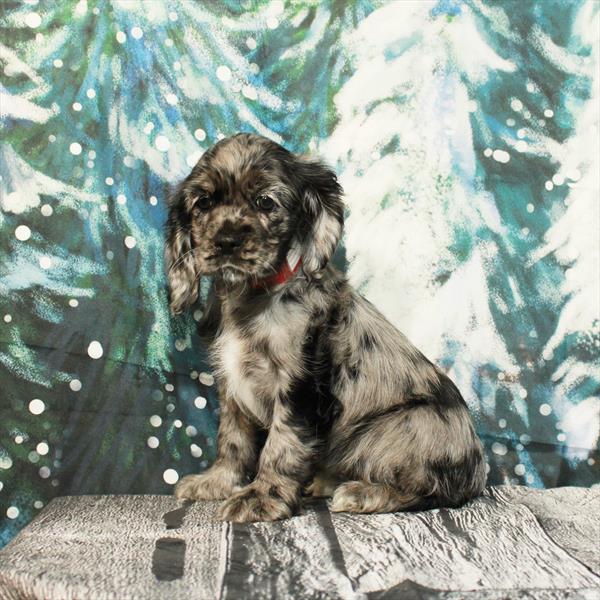 Cocker Spaniel DOG Female Blue Merle 4862 Petland Fort Walton Beach, FL