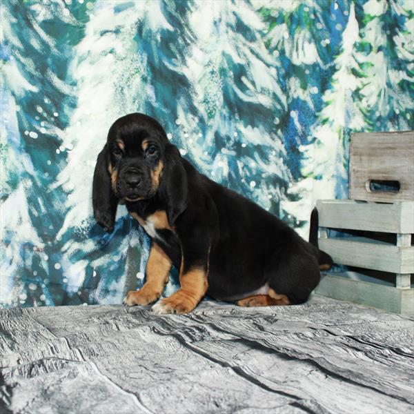 Bloodhound-DOG-Male-Black / Tan-4905-Petland Fort Walton Beach, FL