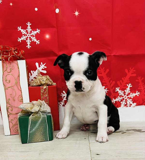 Boston Terrier DOG Female Black Brindle / White 4906 Petland Fort Walton Beach, FL