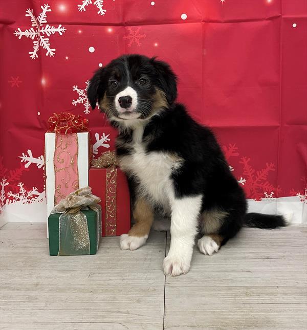 Border Collie-DOG-Female-Black White / Tan-4908-Petland Fort Walton Beach, FL