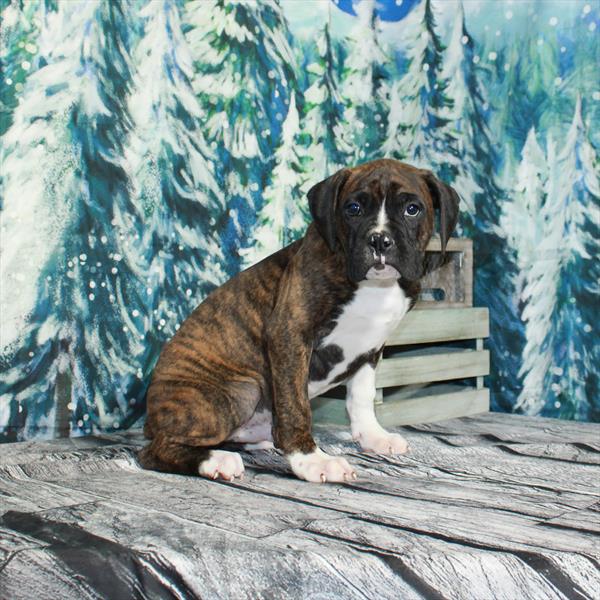 Boxer-DOG-Male-Brindle-4946-Petland Fort Walton Beach, FL