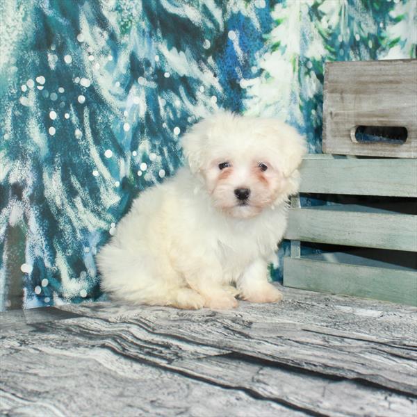 Maltese DOG Male White 4947 Petland Fort Walton Beach, FL