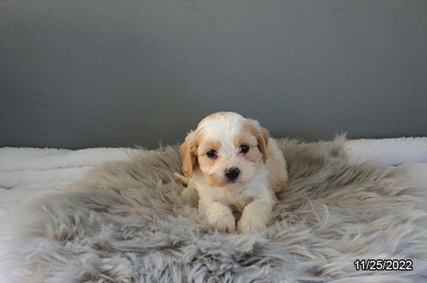 Cavachon DOG Male Brown / White 4956 Petland Fort Walton Beach, FL