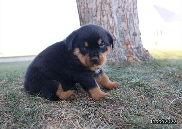 Rottweiler-DOG-Male-Black / Tan-4957-Petland Fort Walton Beach, FL