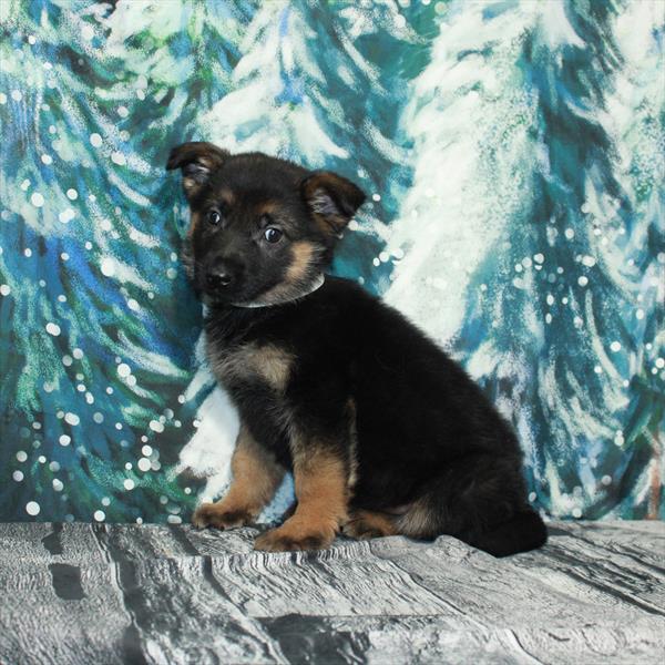 German Shepherd-DOG-Male-Black / Tan-5022-Petland Fort Walton Beach, FL