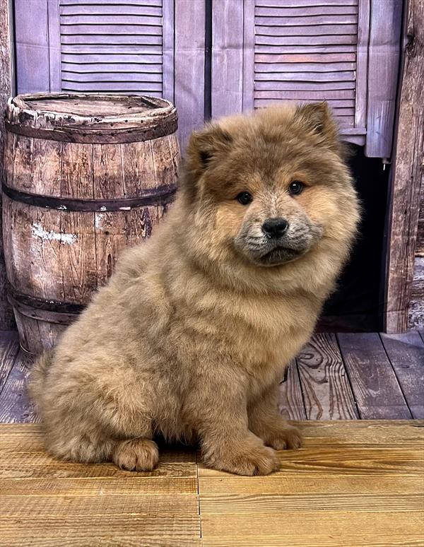 Chow Chow-DOG-Female-Blue Fawn-5024-Petland Fort Walton Beach, FL