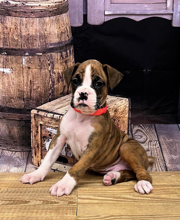 Boxer-DOG-Male-Brindle-5025-Petland Fort Walton Beach, FL