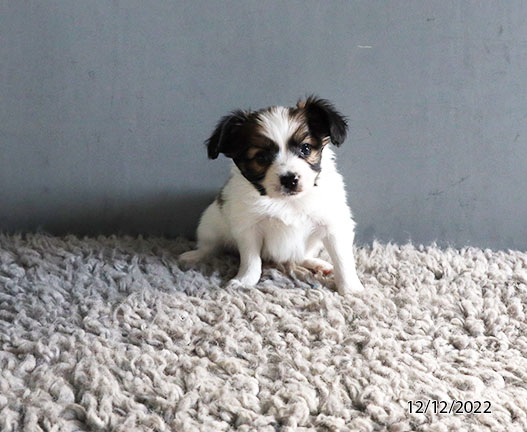 Papillon DOG Male White / Brown 5028 Petland Fort Walton Beach, FL