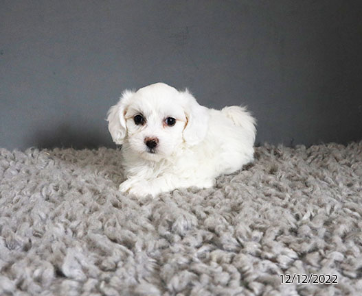 Coton De Tulear DOG Female White 5030 Petland Fort Walton Beach, FL