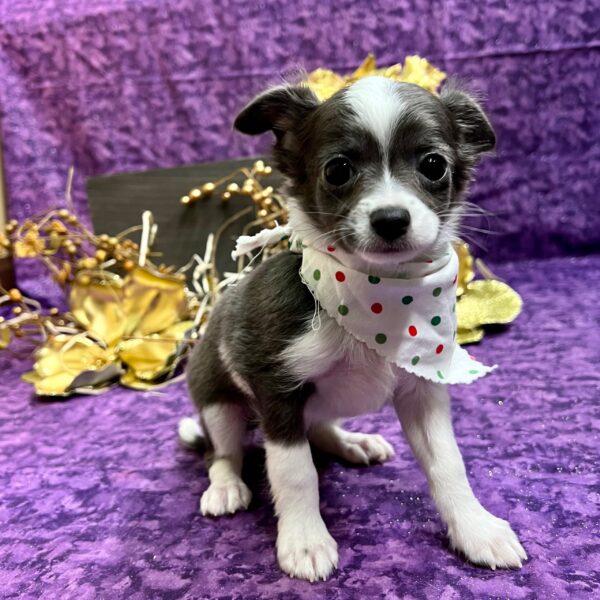 Chihuahua DOG Male Blue 5027 Petland Fort Walton Beach, FL