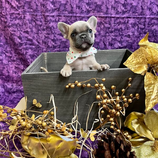 French Bulldog DOG Male Blue Fawn 5033 Petland Fort Walton Beach, FL