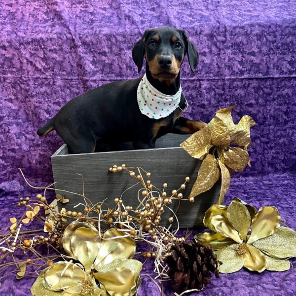 Doberman Pinscher-DOG-Male-Black & Rust-5034-Petland Fort Walton Beach, FL