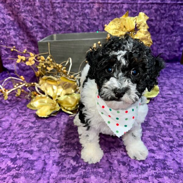 Poodle DOG Female Black & White Parti 5036 Petland Fort Walton Beach, FL