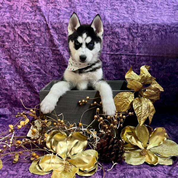 Siberian Husky-DOG-Female-Black & White-5039-Petland Fort Walton Beach, FL