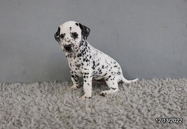 Dalmatian-DOG-Female-White / Black-5061-Petland Fort Walton Beach, FL