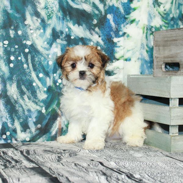 Teddy Bear-DOG-Female-White / Gold-5069-Petland Fort Walton Beach, FL