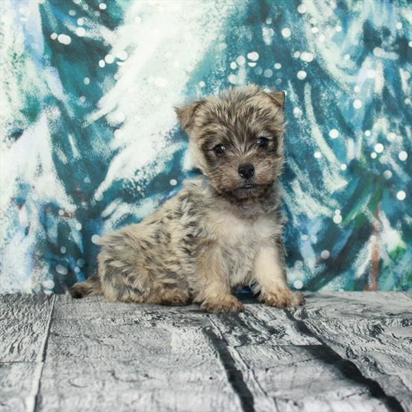 Cairn Terrier-DOG-Female-Wheaten-5072-Petland Fort Walton Beach, FL