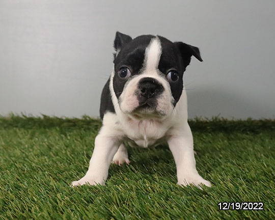 Boston Terrier DOG Female Black / White 5097 Petland Fort Walton Beach, FL