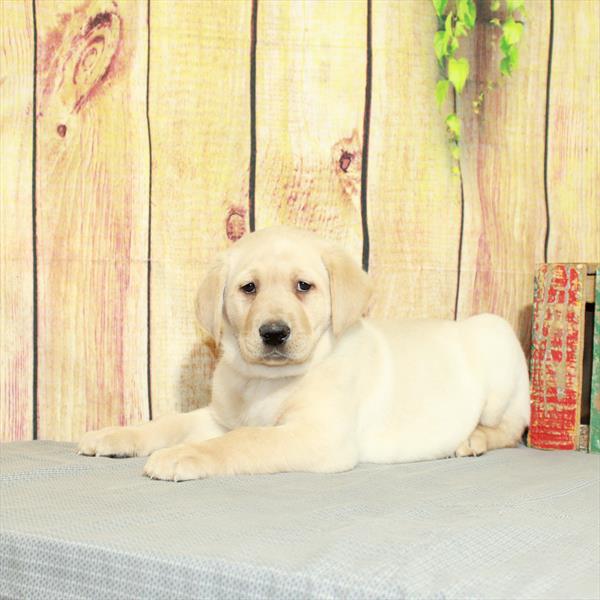 Labrador Retriever-DOG-Male-Yellow-5100-Petland Fort Walton Beach, FL