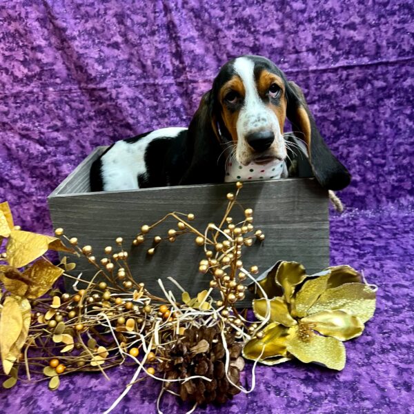 Basset Hound DOG Female Tri-Colored 5065 Petland Fort Walton Beach, FL