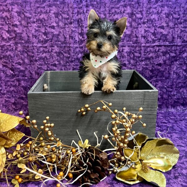 Silky Terrier DOG Female Black & Tan 5076 Petland Fort Walton Beach, FL