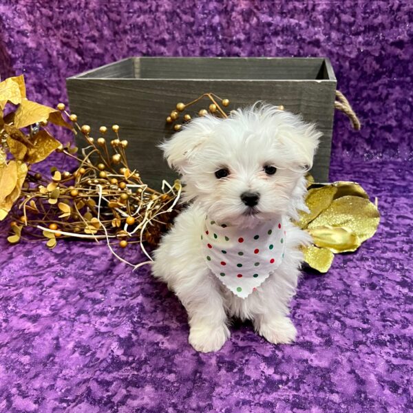 Maltese DOG Male White 5109 Petland Fort Walton Beach, FL