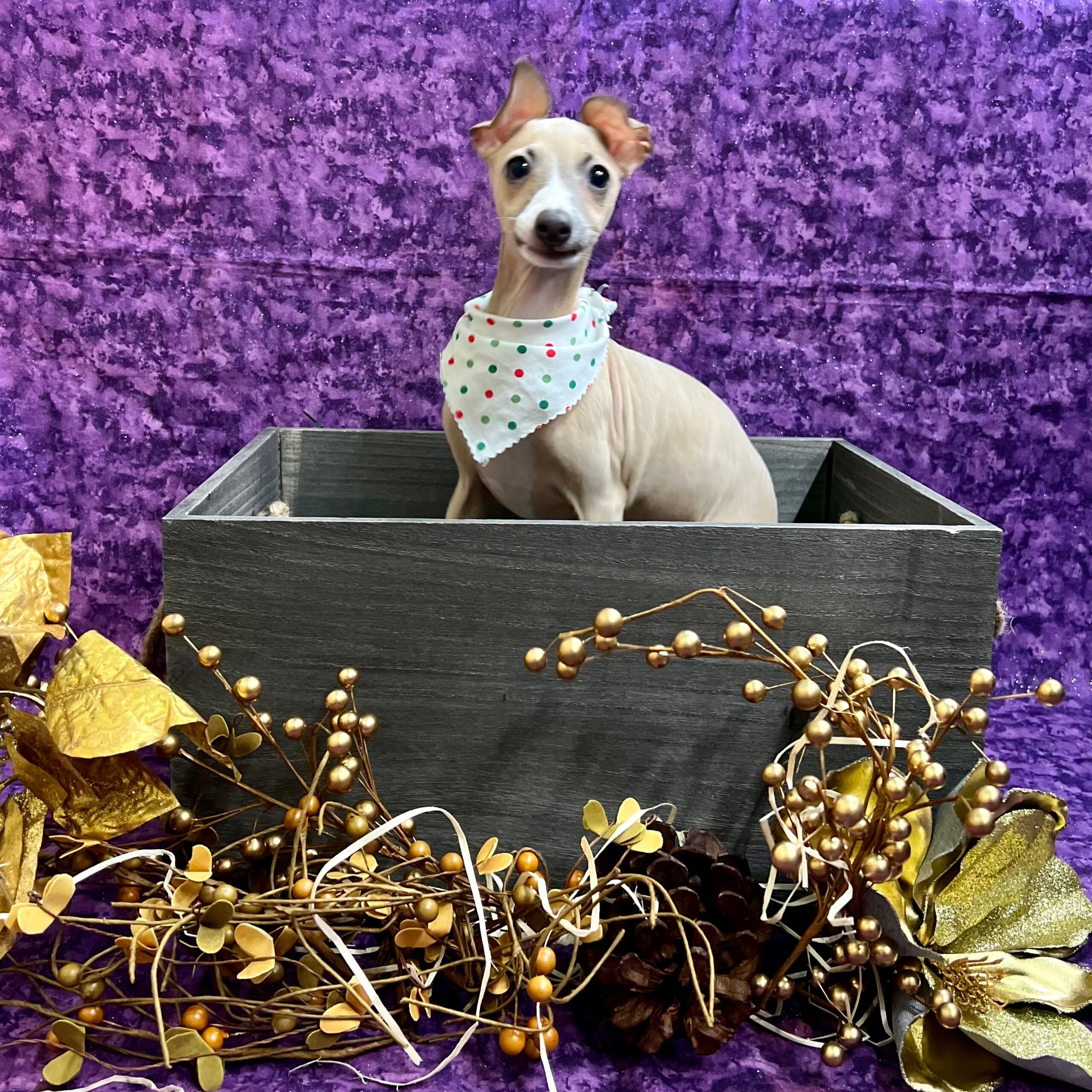 Italian Greyhound Puppy Blue Fawn ID:5062 Located at Petland Fort 