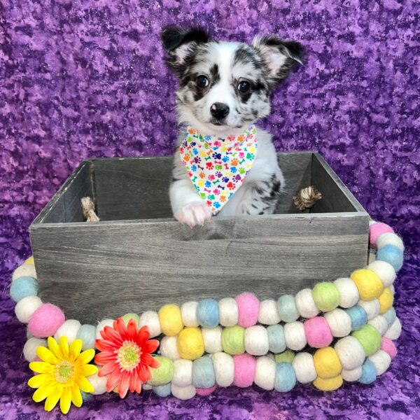 Chihuahua-DOG-Male-Blue Merle-5149-Petland Fort Walton Beach, FL