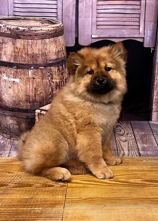 Chow Chow-DOG-Female-Cinnamon-5173-Petland Fort Walton Beach, FL