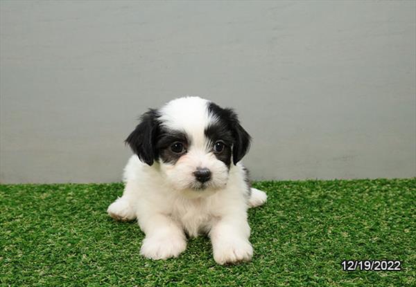 Teddy Bear-DOG-Female-White / Black-5198-Petland Fort Walton Beach, FL