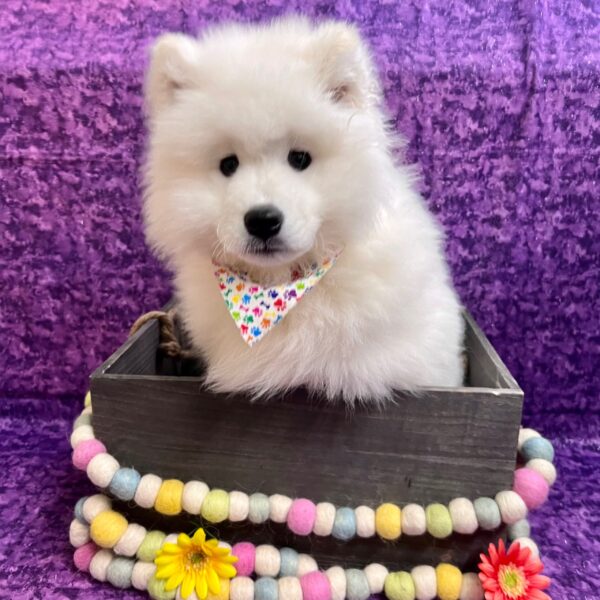 Samoyed-DOG-Male-White-5098-Petland Fort Walton Beach, FL