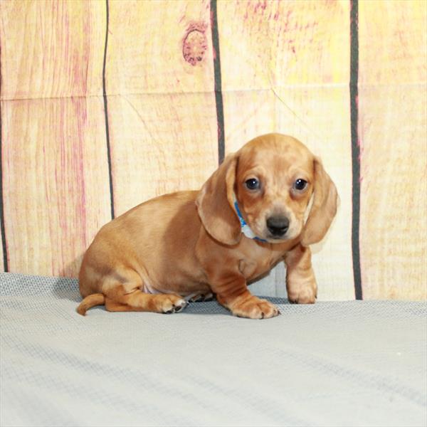 Dachshund DOG Male Red 5213 Petland Fort Walton Beach, FL