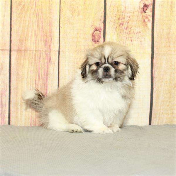 Pekingese-DOG-Male-White / Fawn-5214-Petland Fort Walton Beach, FL