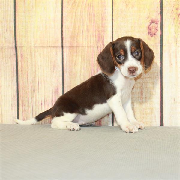 Beagle-DOG-Female-Chocolate / Tan-5218-Petland Fort Walton Beach, FL