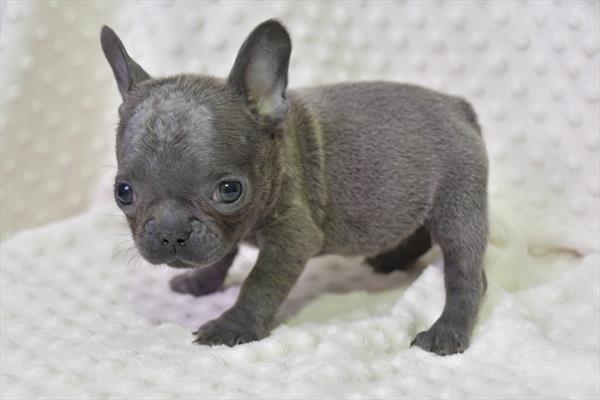 French Bulldog DOG Female Blue 5219 Petland Fort Walton Beach, FL