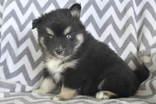 Pomsky-DOG-Male-Black / Tan-5220-Petland Fort Walton Beach, FL