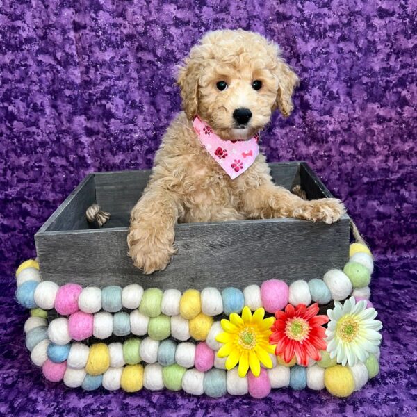 Poodle DOG Male Cream 5229 Petland Fort Walton Beach, FL