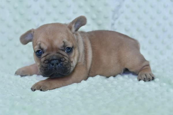 French Bulldog DOG Male Fawn 5274 Petland Fort Walton Beach, FL