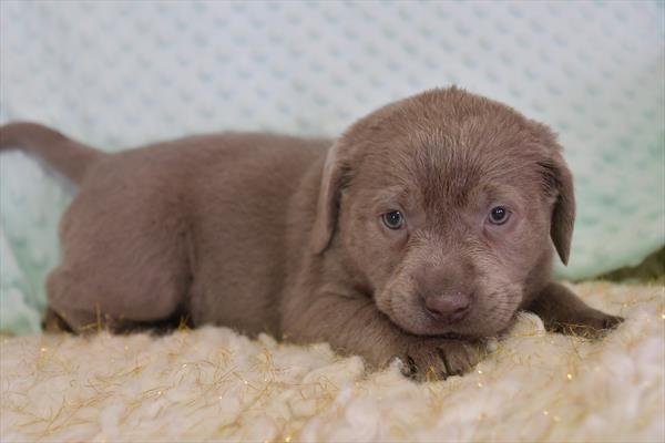 Labrador Retriever-DOG-Female-Silver-5276-Petland Fort Walton Beach, FL