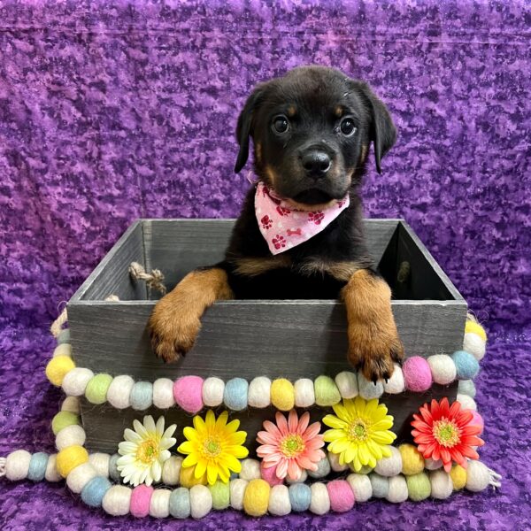 Rottweiler-DOG-Male-Black & Rust-5277-Petland Fort Walton Beach, FL