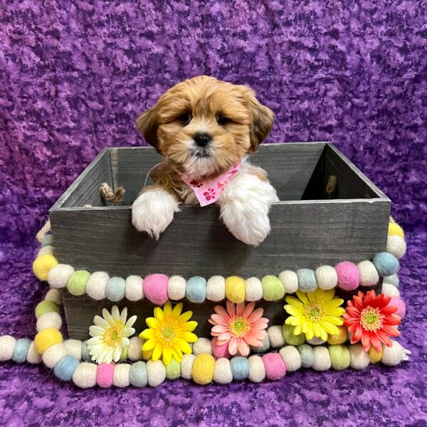 Lhasa Apso-DOG-Female-Red/White-5280-Petland Fort Walton Beach, FL