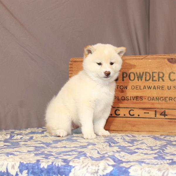 Shiba Inu-DOG-Female-Cream-854-Petland Fort Walton Beach, FL