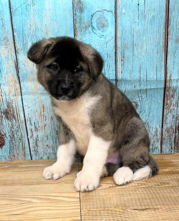 Akita-DOG-Male-Fawn-5329-Petland Fort Walton Beach, FL