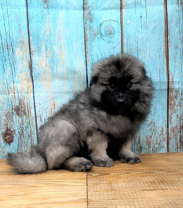 Keeshond-DOG-Female-Silver / Black-5330-Petland Fort Walton Beach, FL