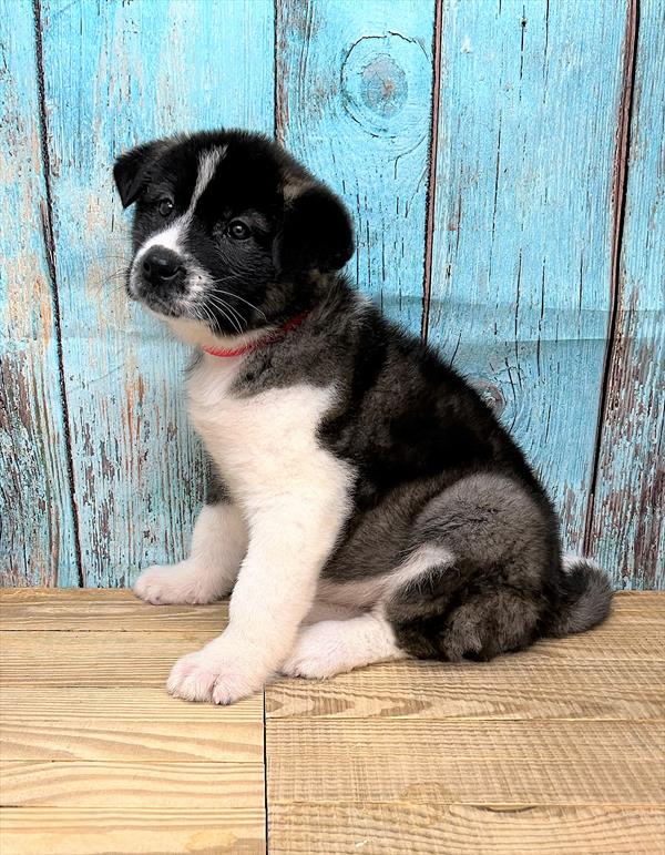 Akita-DOG-Female-Fawn-5332-Petland Fort Walton Beach, FL