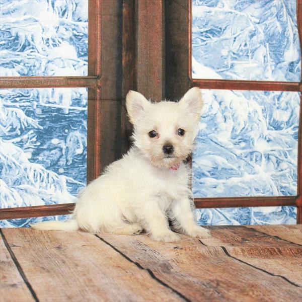 Cairn Terrier-DOG-Male-Cream-5334-Petland Fort Walton Beach, FL