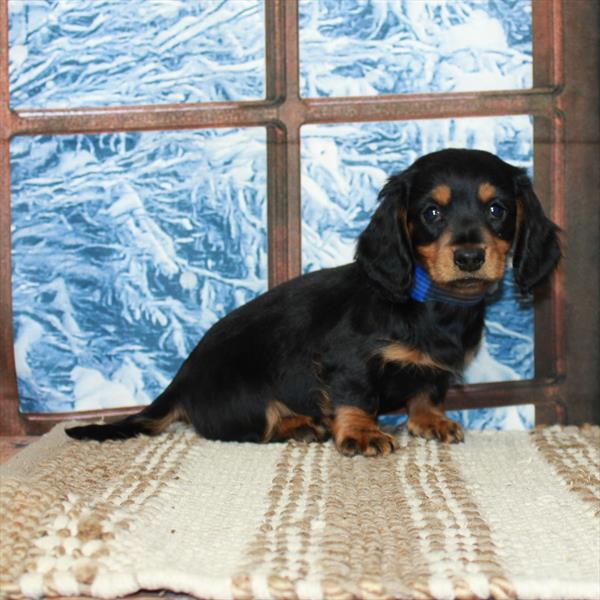 Dachshund DOG Male Black / Tan 5337 Petland Fort Walton Beach, FL