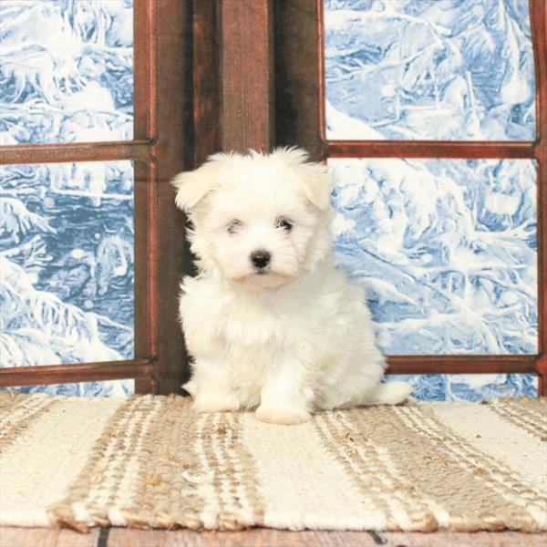 Maltese DOG Male White 5338 Petland Fort Walton Beach, FL